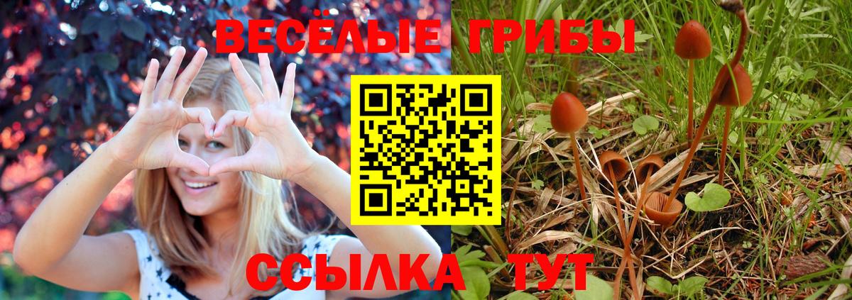 Псилоцибиновые грибы Cubensis Нарткала